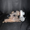 Dodge Neon SRT 4 2.4L Turbo Charger 2003-2005